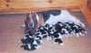 maxxs_baby_pix_12pups_1.jpg