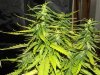 white widow grow day 38 and day 10 016.jpg