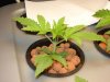 Day 24 - Aurora Indica #1.jpg
