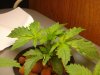 Day 24 - Aurora Indica #2.jpg