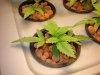 Day 24 - Mazar X Afghan #1.jpg