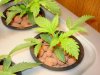 Day 24 - Mazar X Afghan #2.jpg