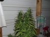 white widow grow day 40 and day 12 002.jpg