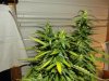 white widow grow day 40 and day 12 014.jpg