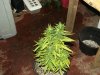 white widow grow day 40 and day 12 015.jpg