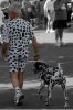 dalmation-with-spotted-owner.jpg