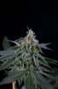 Quantum Kush 1 @ 41 days (16 of 4).jpg