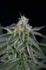 Quantum Kush 1 @ 41 days (17 of 4).jpg