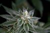 Quantum Kush 1 @ 41 days (18 of 4).jpg