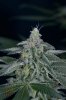 Quantum Kush 2 @ 41 days (16 of 5).jpg