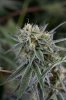 Quantum Kush 2 @ 41 days (17 of 5).jpg
