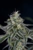 Quantum Kush 2 @ 41 days (18 of 5).jpg