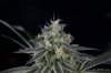Quantum Kush 2 @ 41 days (19 of 5).jpg