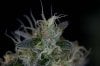 Quantum Kush 2 @ 41 days (20 of 5).jpg