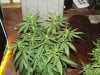 white widow grow day 44 and day 16 008.jpg