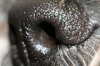 Dog_nose_macro_close_up.jpg