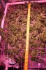 The Dawg House Grow 022 (533x800).jpg