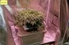 x-man-487357-albums-waterfarm-grow-2-picture2930690-farm1.jpg