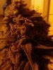 GF. S shaped LST plant. 1 gln flowering container..jpg