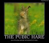 The_Pubic_Hare.jpg