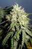 Alien Rock Candy ~ D#61 (5).jpg