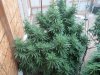 Winter summer grow pix 2012 - 2013 005.jpg