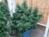 Winter summer grow pix 2012 - 2013 013.jpg