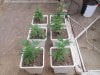 Winter summer grow pix 2012 - 2013 024.jpg