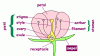 flowerpartssepal.gif