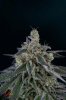 Quantum Kush @ day 66 (2 of 6).jpg