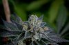 Quantum Kush @ day 66 (3 of 6).jpg