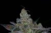 Quantum Kush @ day 66 (6 of 6).jpg