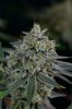 Quantum Kush P2 @ day 68 (2 of 4).jpg