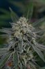 Quantum Kush P2 @ day 68 (3 of 4).jpg