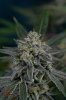 Quantum Kush P2 @ day 68 (4 of 4).jpg