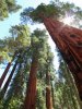 GiantSequoias.jpg