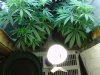 gfc-clones-600Veg.jpg