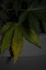 plant1-Day52 lower leaf yellowing.jpg