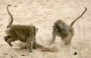 baboonfight1.jpg