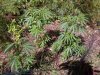 crazykiwi420-458776-albums-new-zealand-outdoor-landraces-picture2957682-panama4.jpg