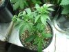 red diesel 5 weeks007.jpg