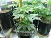 red diesel 5 weeks017.jpg