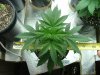 red diesel 5 weeks022.jpg