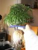 Test Plant Hydro 2008 034.jpg