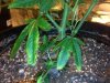 sour d lower leaves flowering day 13.jpg