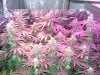 slipon-438244-albums-first-second-led-grow-picture2830026-dsc02741.jpg