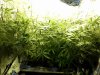 before-scrog-full.jpg