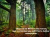 forest-bathing-health-benefits.jpg