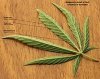 220px-Cannabis_sativa_leaf_diagnostic_venation_2012_01_23_0829_c.jpg