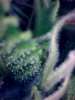 plant1-Day67b-trichomes.jpg